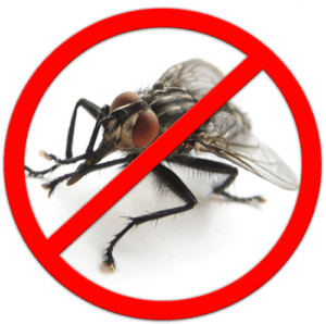 Уничтожение мух - эффективная дезинсекция мух с гарантией - фото